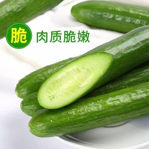 水果黄瓜新鲜生吃小黄瓜青瓜蔬菜时令白玉女蔬菜旱即食整箱包邮