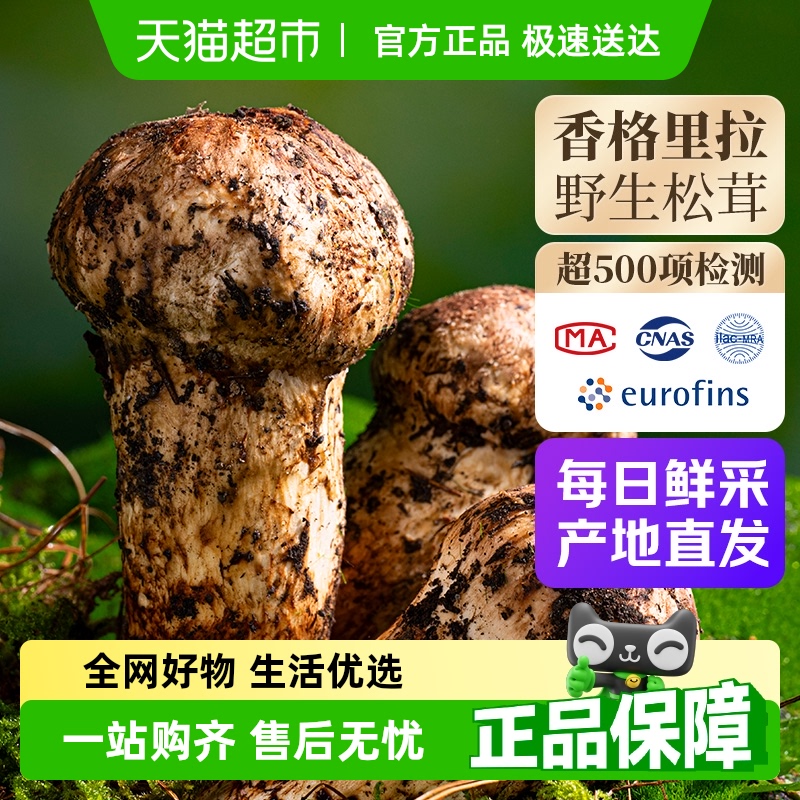 【特级甄选】香格里拉新鲜松茸野生菌子蘑菇云南未开伞非干货 78元