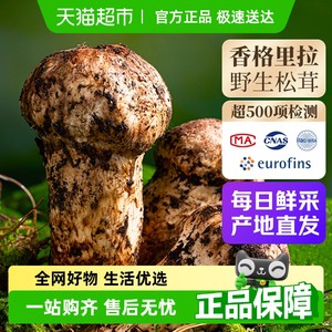 【特级甄选】香格里拉新鲜松茸野生菌子蘑菇云南未开伞非干货