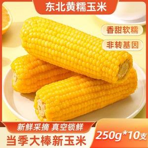 东北黄甜糯玉米棒早餐代餐低脂饱腹粗粮主食新鲜采摘粘苞米真空装