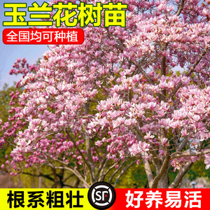 玉兰花树苗带花苞红白紫玉兰树室外矮化庭院四季花卉盆栽绿化大树